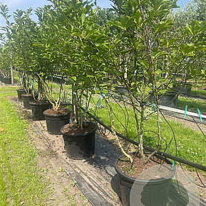 Magnolia soulangeana 175-200 cm container meerstammig