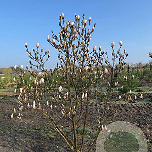 Magnolia soulangeana 200-250 cm draadkluit meerstammig