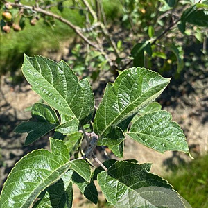 Malus 'Evereste' 175-200 cm draadkluit meerstammig
