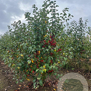 Malus 'Evereste' 175-200 cm draadkluit meerstammig