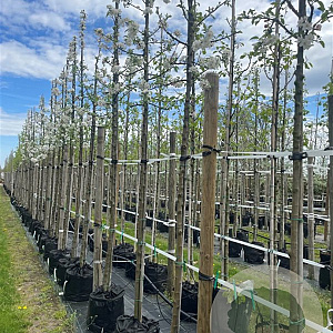 Malus 'Evereste' 12-14 HO container