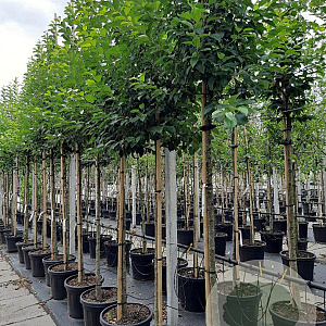 Malus 'Evereste' 12-14 HO container