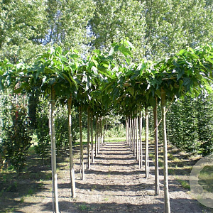 Morus alba 'Fruitless' 18-20 cm draadkluit 240 cm stam dakvorm