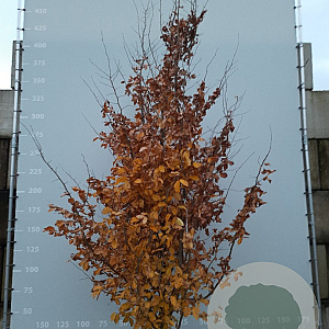 Parrotia persica 350-400 cm draadkluit meerstammig