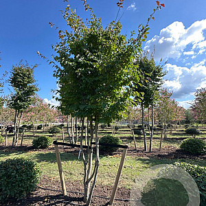 Parrotia persica 400-450 cm draadkluit meerstammig