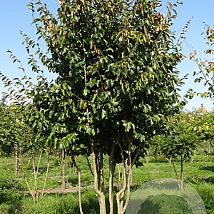 Parrotia persica 500-600 cm draadkluit meerstammig
