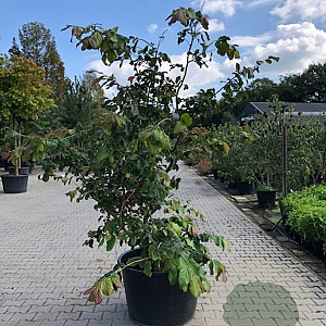 Parrotia persica 'Bella' 200-250 cm container meerstammig