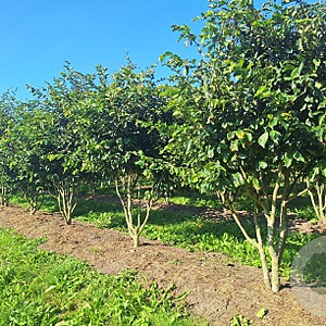 Parrotia persica 'Vanessa' 300-350 cm draadkluit meerstammig