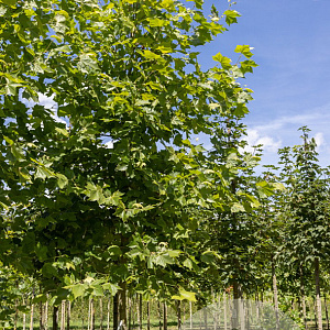 Platanus hispanica 'Malburg' 25-30 HO draadkluit