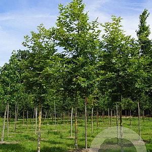 Platanus or. 'Minaret' 18-20 HO draadkluit