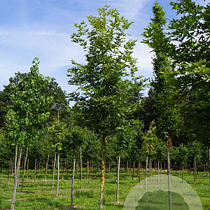 Platanus or. 'Minaret' 18-20 HO draadkluit