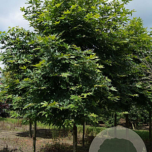 Platanus or. 'Minaret' 25-30 HO draadkluit