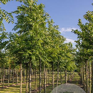 Pterocarya fraxinifolia 20-25 HO draadkluit