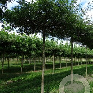 Quercus palustris 20-25 cm draadkluit 240 cm stam dakvorm