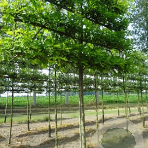Quercus palustris 35-40 cm draadkluit 225 cm stam 6 etages leivorm