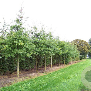 Quercus palustris 16-18 HO draadkluit