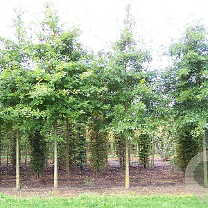Quercus palustris 20-25 HO draadkluit