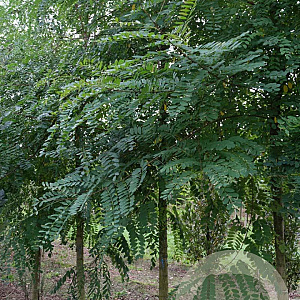 Robinia ps. 'Nyirségí' 20-25 HO draadkluit