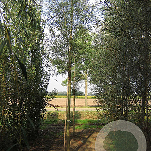 Salix alba 'Belders' 20-25 HO draadkluit