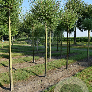 Salix alba 'Chermesina' 16-18 HO draadkluit Knotvorm 240 cm stam