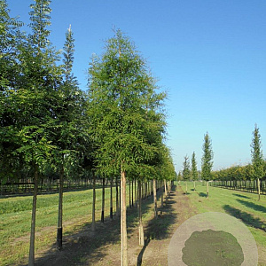 Taxodium distichum 25-30 HO draadkluit