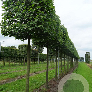 Tilia europaea 'Pallida' 18-20 cm draadkluit kubus 100x100x100