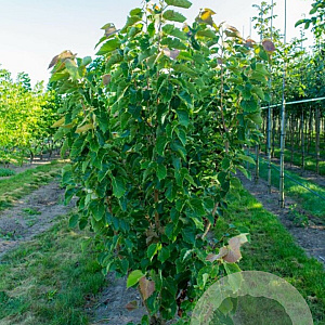 Tilia henryana 250-300 cm 45L meerstammig