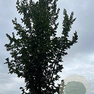 Ulmus 'Columella' 20-25 HO draadkluit