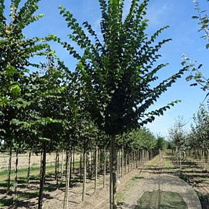 Ulmus 'Lobel' 18-20 HO draadkluit