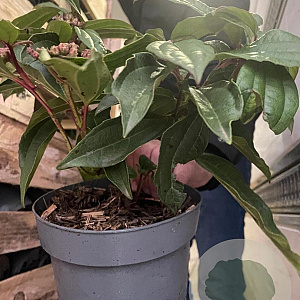 Viburnum davidii 20-30 cm 2,0L