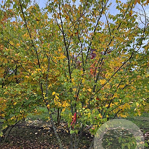 Zelkova serrata 350-400 cm draadkluit meerstammig