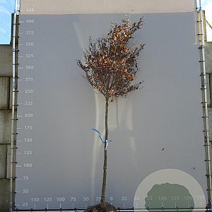 Cornus kousa 14-16 HO draadkluit