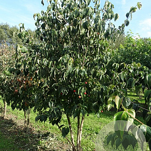 Cornus kousa chinensis 200-250 cm draadkluit meerstammig
