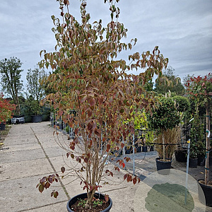 Cornus kousa chinensis 200-250 cm container meerstammig