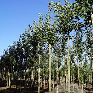 Malus d. 'Jonagold' 12-14 HO draadkluit