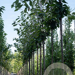 Prunus a. 'Regina' 14-16 HO draadkluit