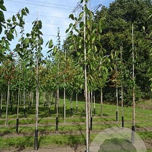 Prunus a. 'Regina' 18-20 HO draadkluit