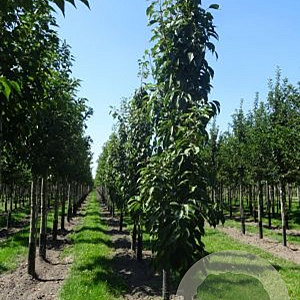 Prunus ser. 'Amanogawa' 14-16 cm draadkluit geveerd