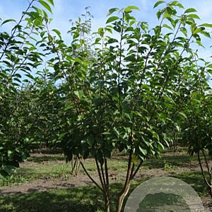 Prunus ser. 'Kanzan' 250-300 cm draadkluit meerstammig