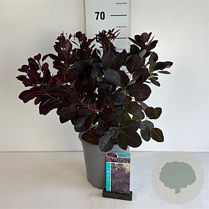 Cotinus cog. 'Royal Purple' 50-60 cm 6,5L