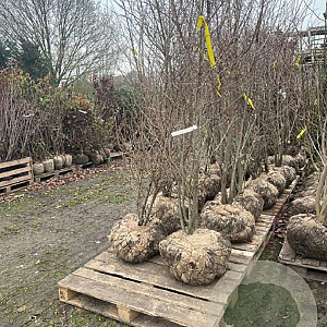 Prunus 'The Bride' 200-250 cm draadkluit meerstammig