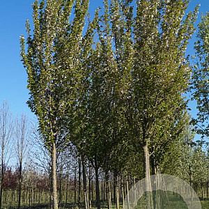 Prunus 'Umineko' 25-30 HO draadkluit