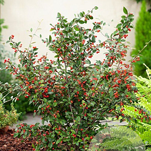 Cotoneaster franchetii 40-60 cm wortelgoed struik