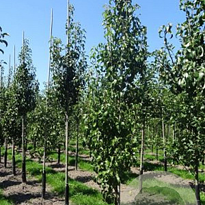 Pyrus c. 'Conference' 12-14 cm draadkluit geveerd