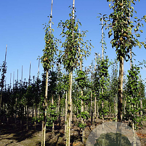 Pyrus c. 'Gieser Wildeman' 12-14 HO draadkluit