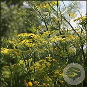 Foeniculum vulgare GM P13 Biologisch