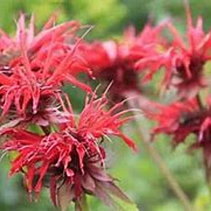 Monarda didyma GM P13 Biologisch