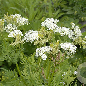 Myrrhis odorata GM P13 Biologisch