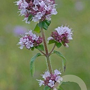 Origanum vulgare GM P13 Biologisch