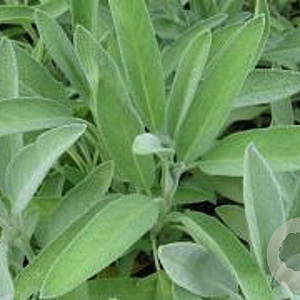 Salvia off. 'Extrakta' GM P13 Biologisch